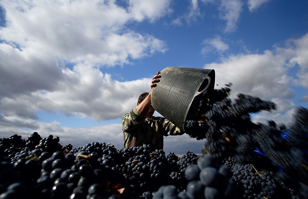 Cultura del Vino