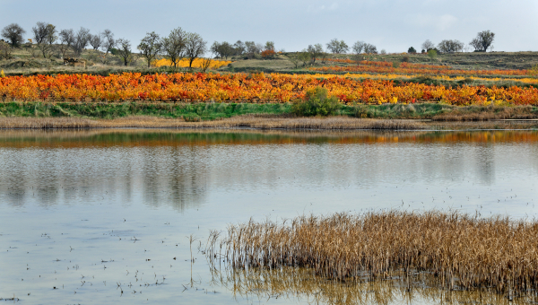 Lagunas de San Asensio