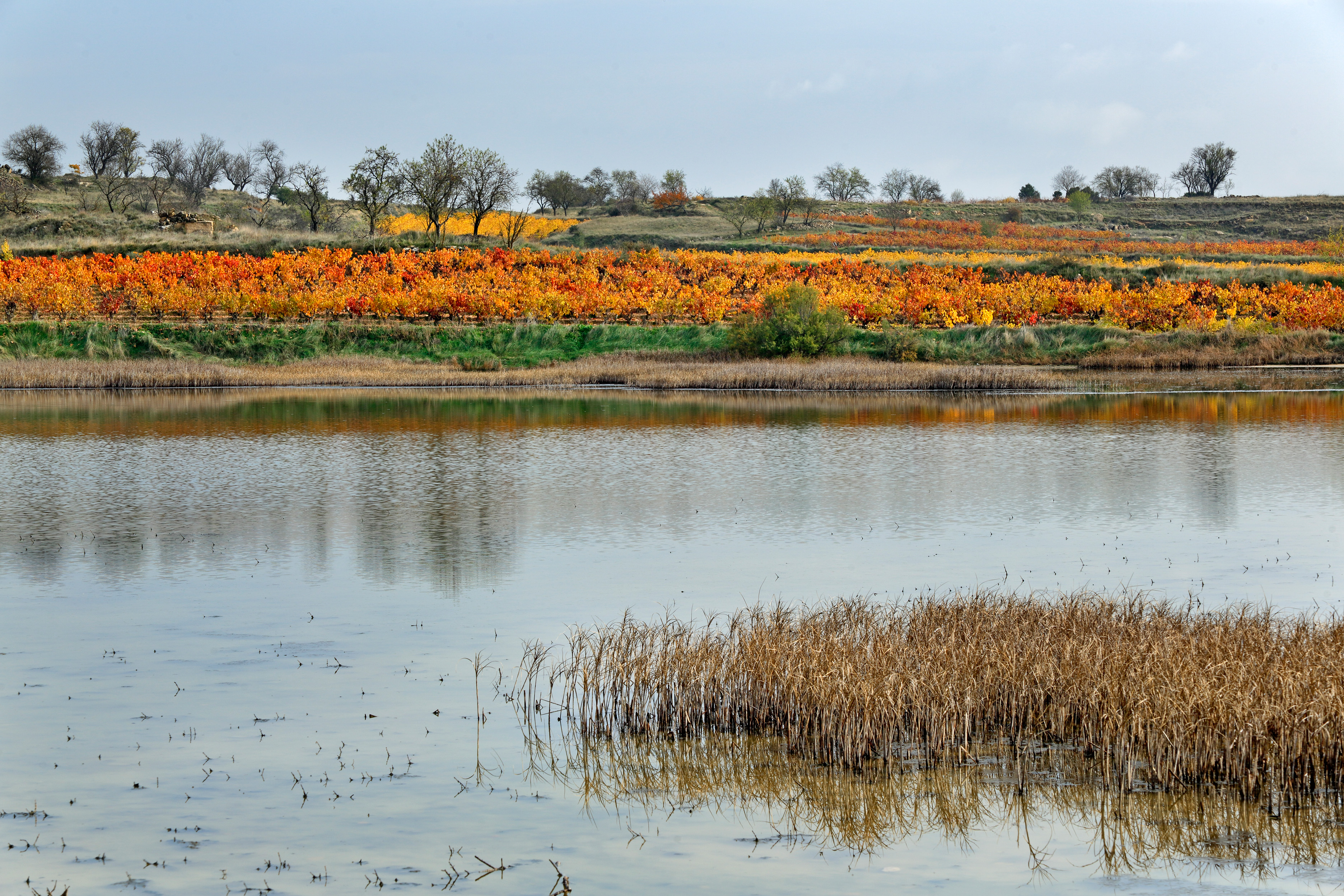 Lagunas de San Asensio