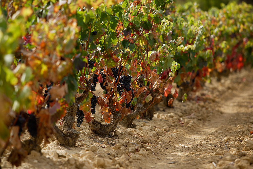 Cultura del Vino