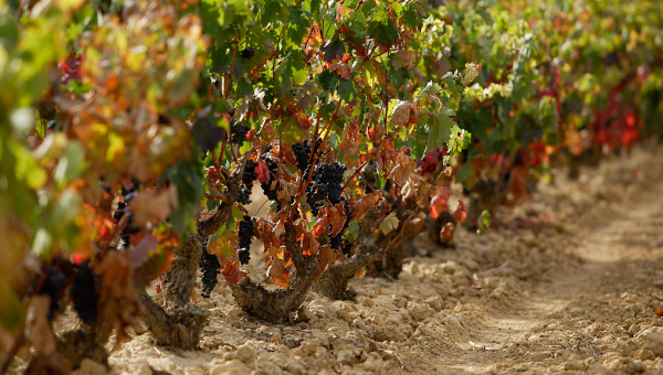 Cultura del Vino
